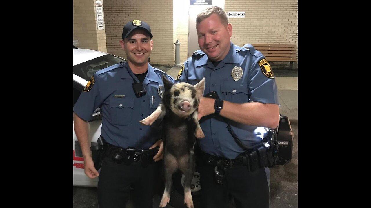 Idiot Cops Getting Owned Compilation Dumb Cops One News Page Video Idiot Cops Getting Owned Compilation Dumb Cops One News Page Video