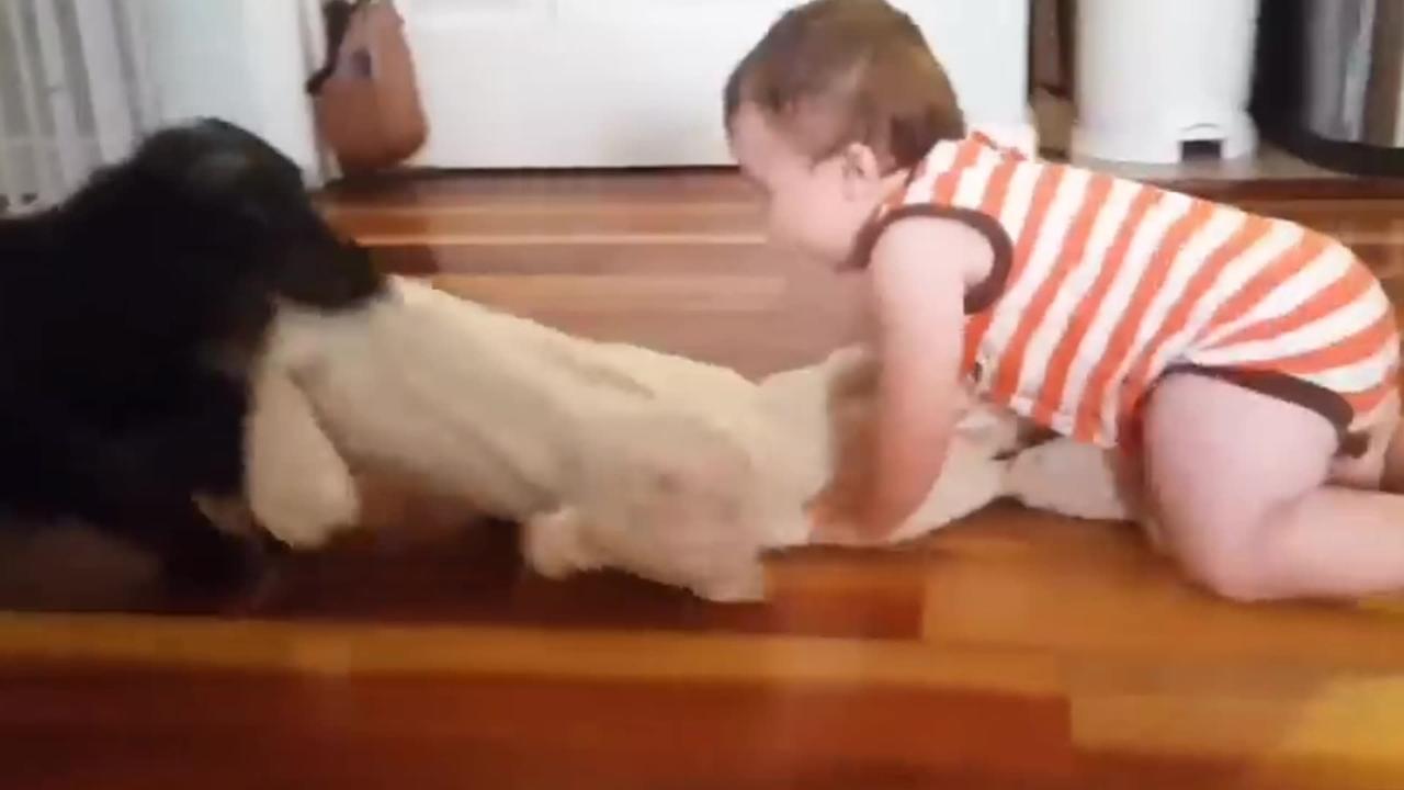 Adorable babies playing with dog