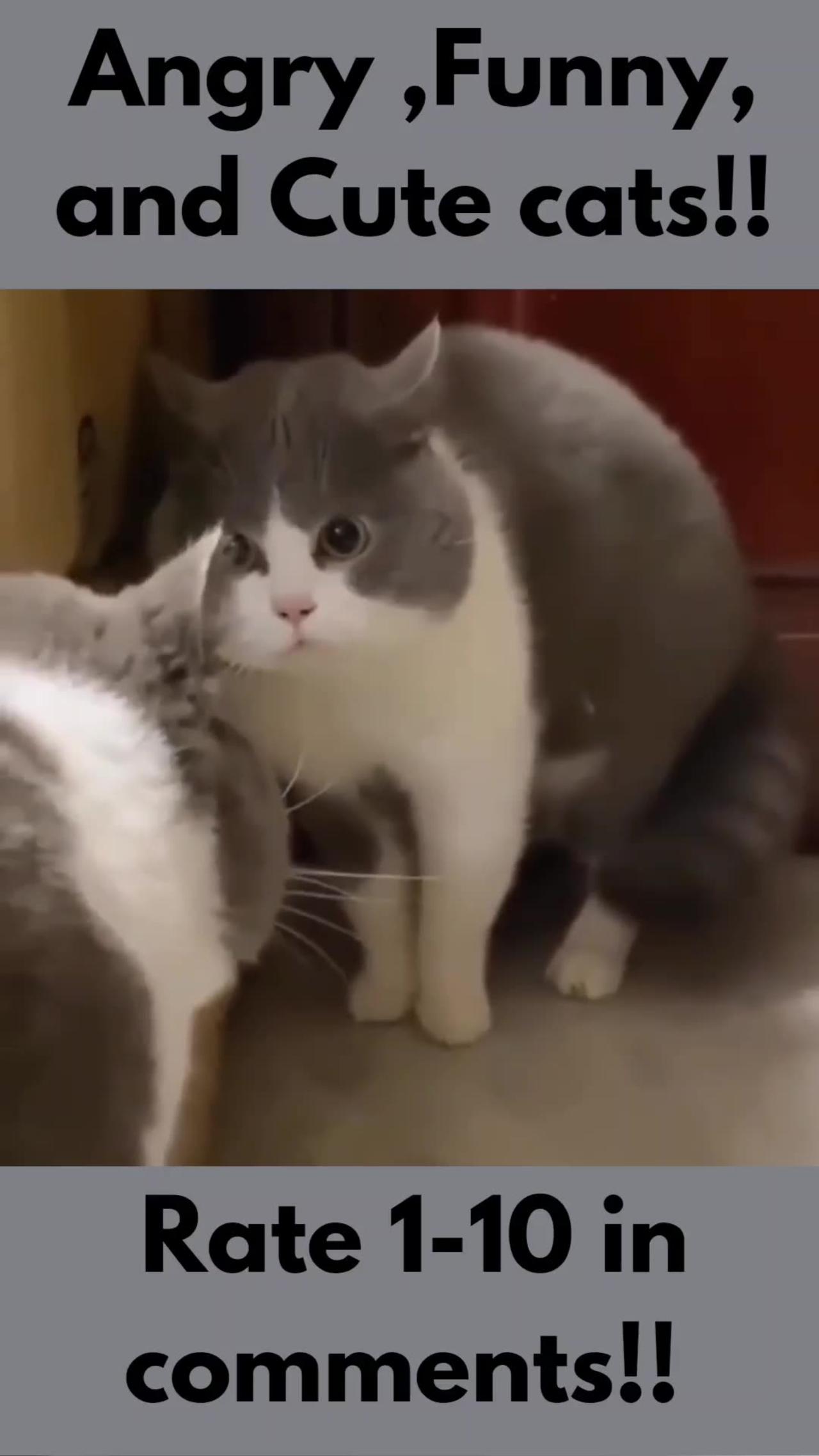 Angry cat!! One News Page VIDEO