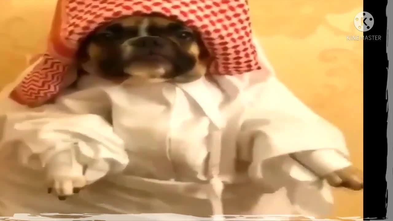 Funny Animal One News Page VIDEO