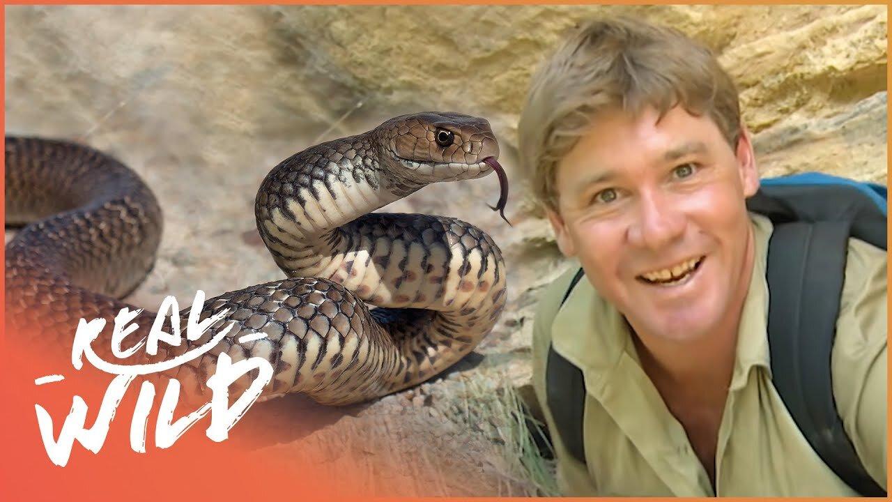 Steve Irwin Meets The World's Most Venomous Snakes | Real Wild
