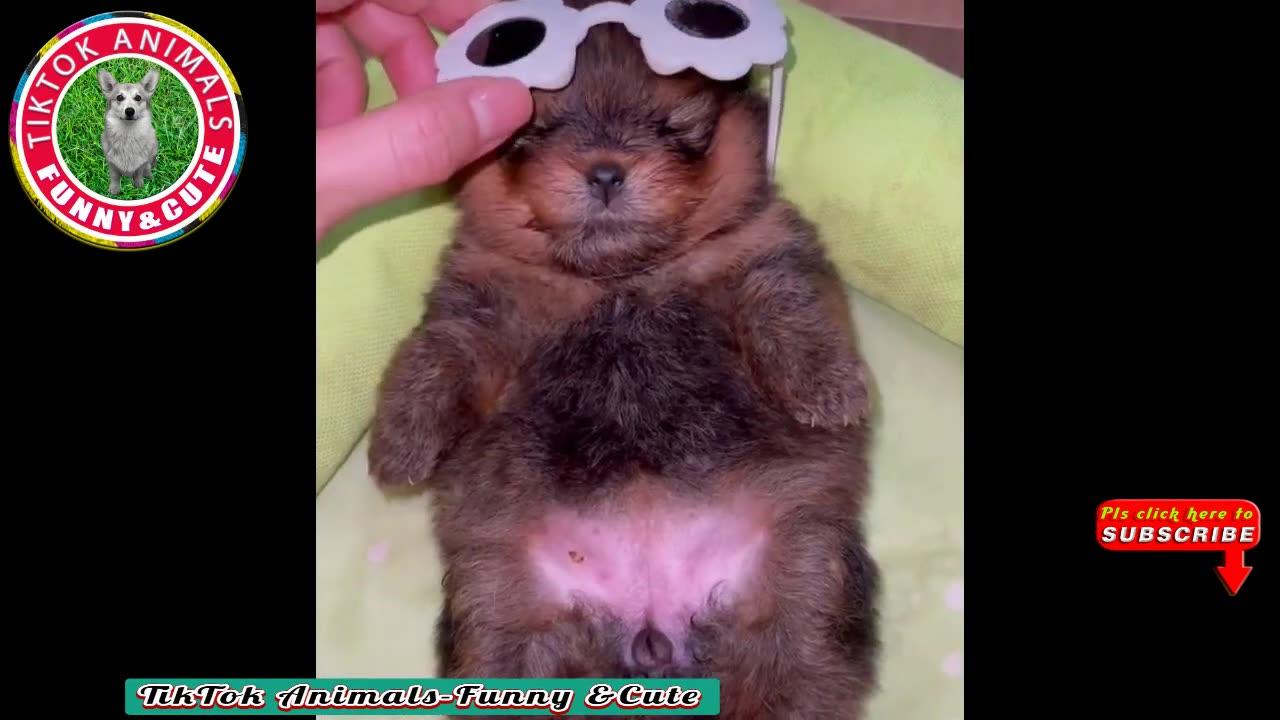 🐶TikTok Animals-Funny and Cute -Dog Video #09