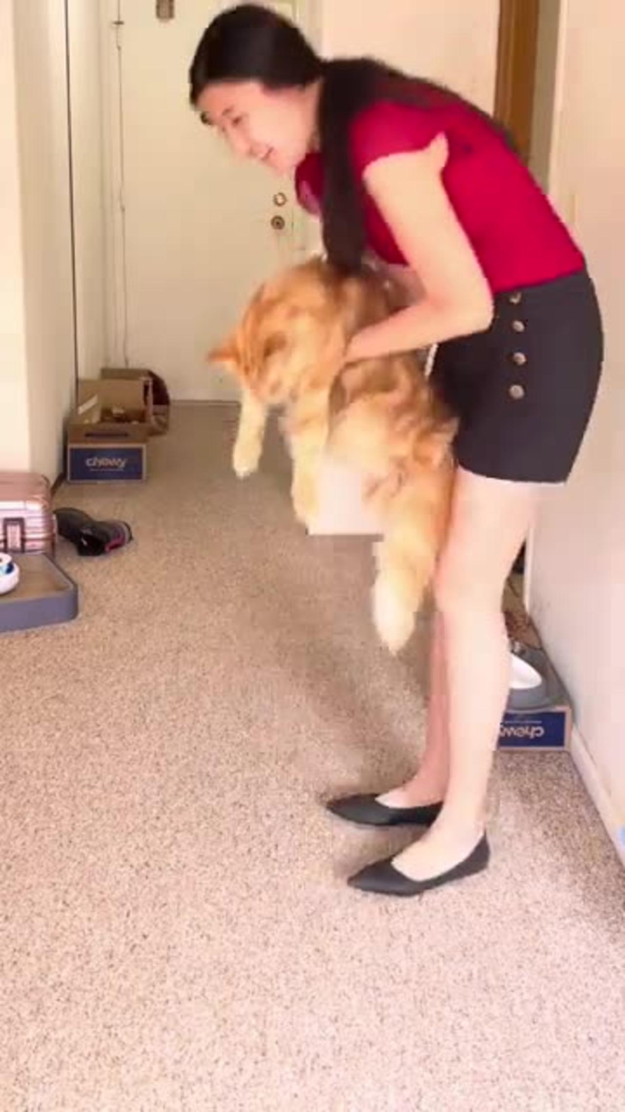 How to properly pick up a cat! V2 and not offend One News Page VIDEO