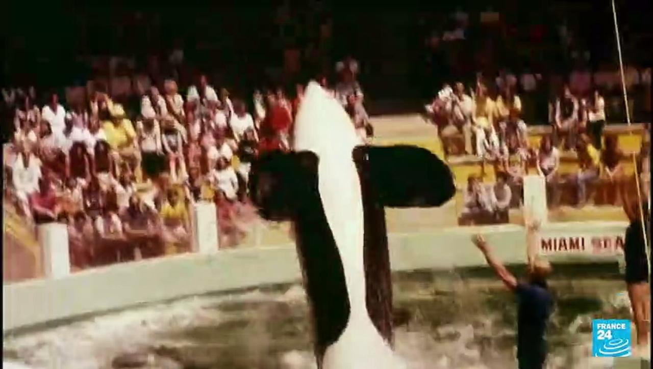 Killer whale to be released: 'Lolita' will be returned to puget sound in Washington