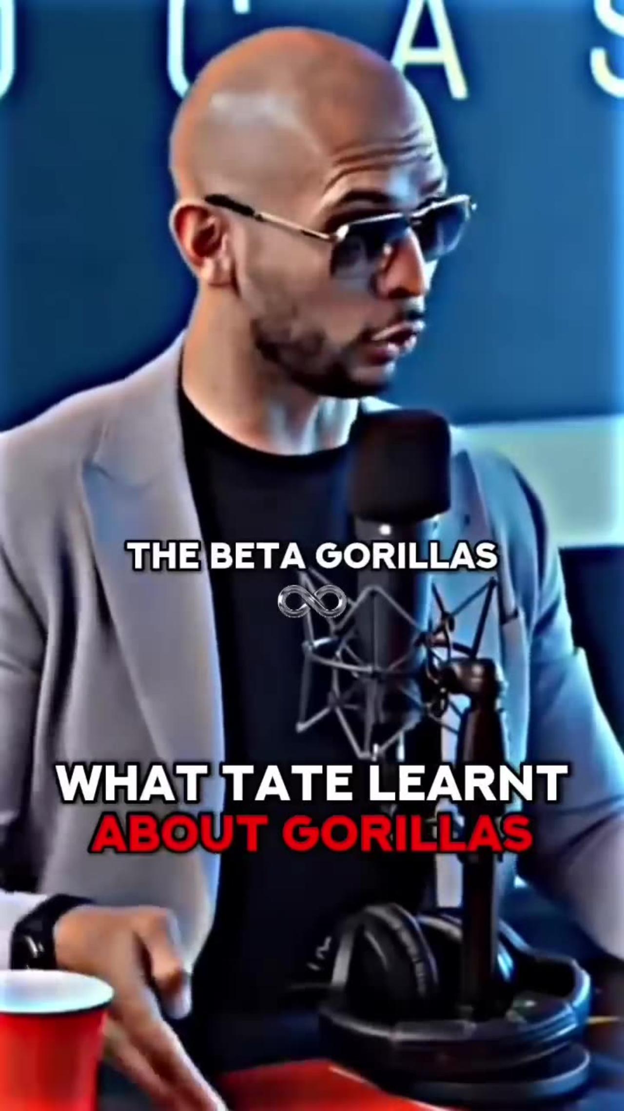 Andrew Tate's Eye-Opening Insights on Gorillas in the Wild