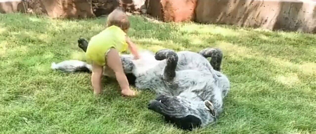 Babies Playing with Dogs-Funny Baby And Dog videos