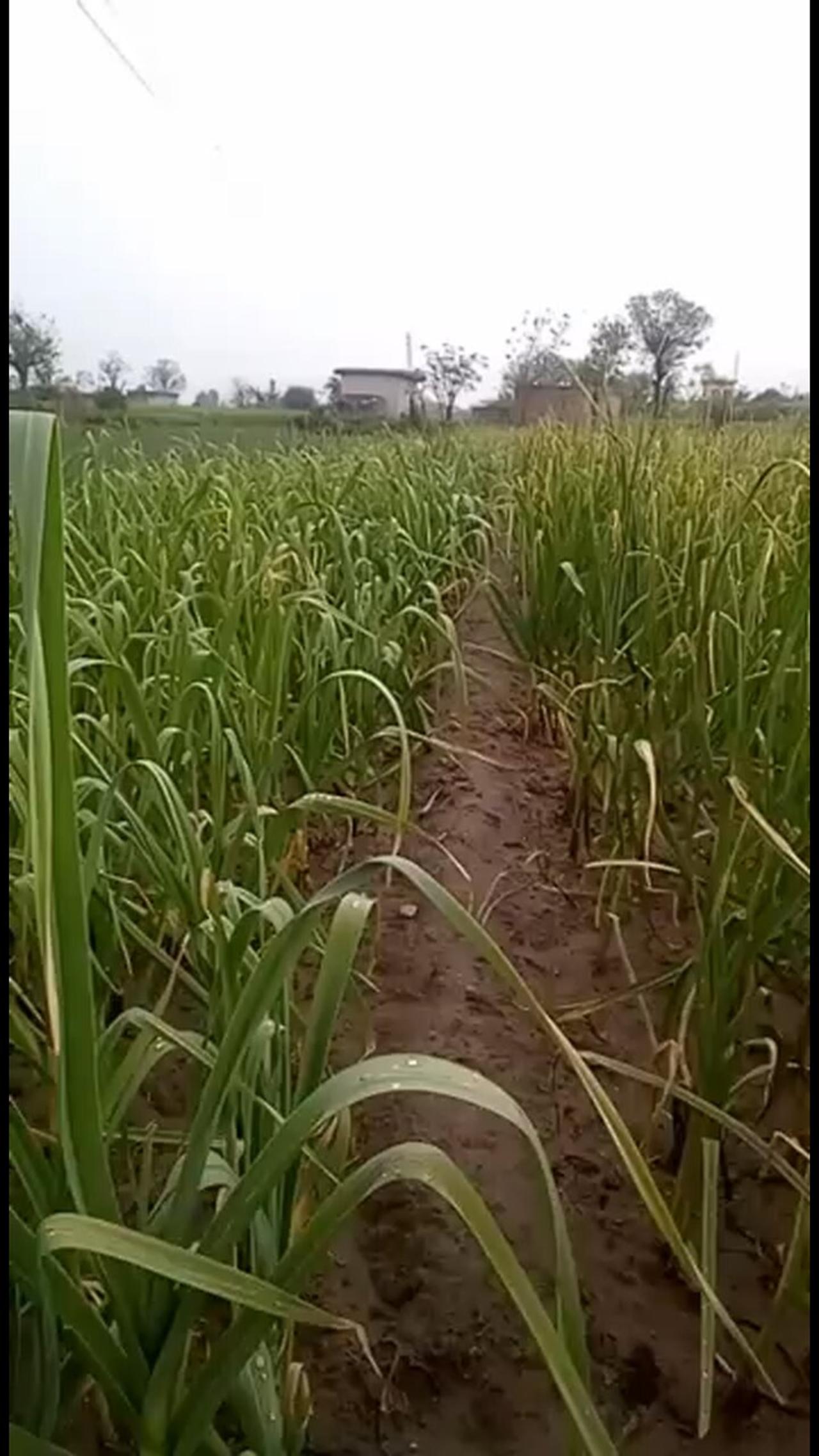 Onion Farming onion farming KP Pakistan One News Page VIDEO
