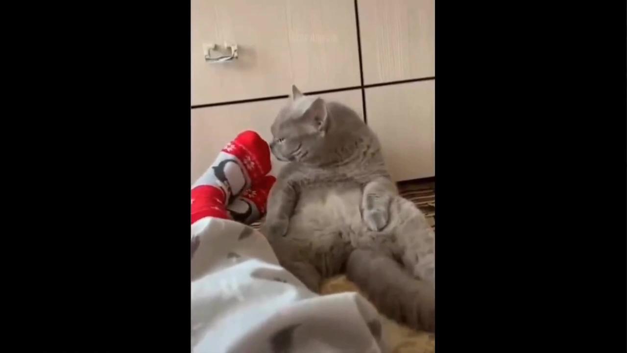Cats funny moments