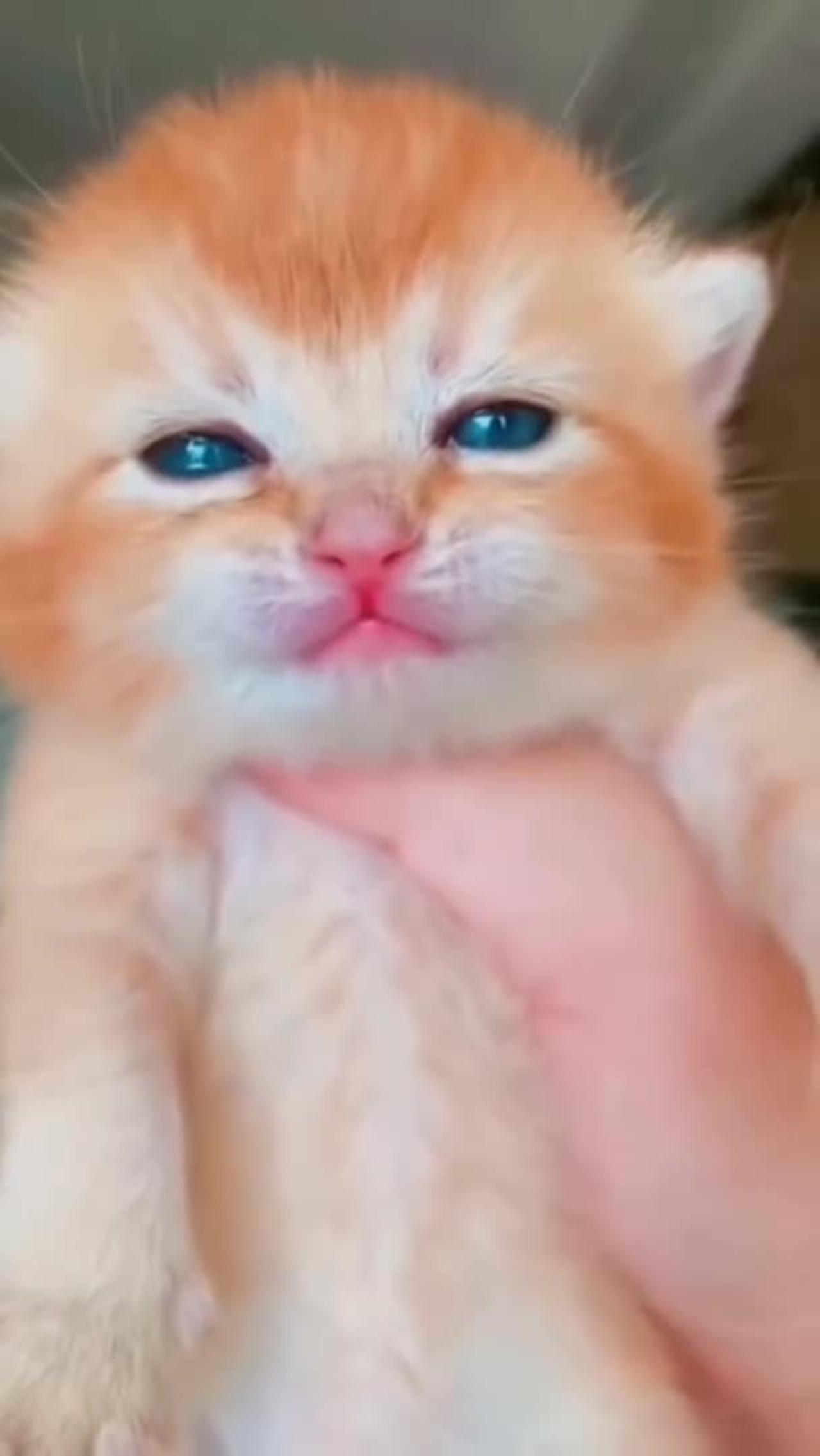 shorts cat meme & kitten ( tik tok video ] - funny cats meow baby cute compilation [ cat cash home