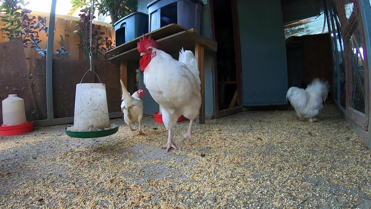 Backyard Chickens Peaceful Relaxing Video Sounds One News Page VIDEO