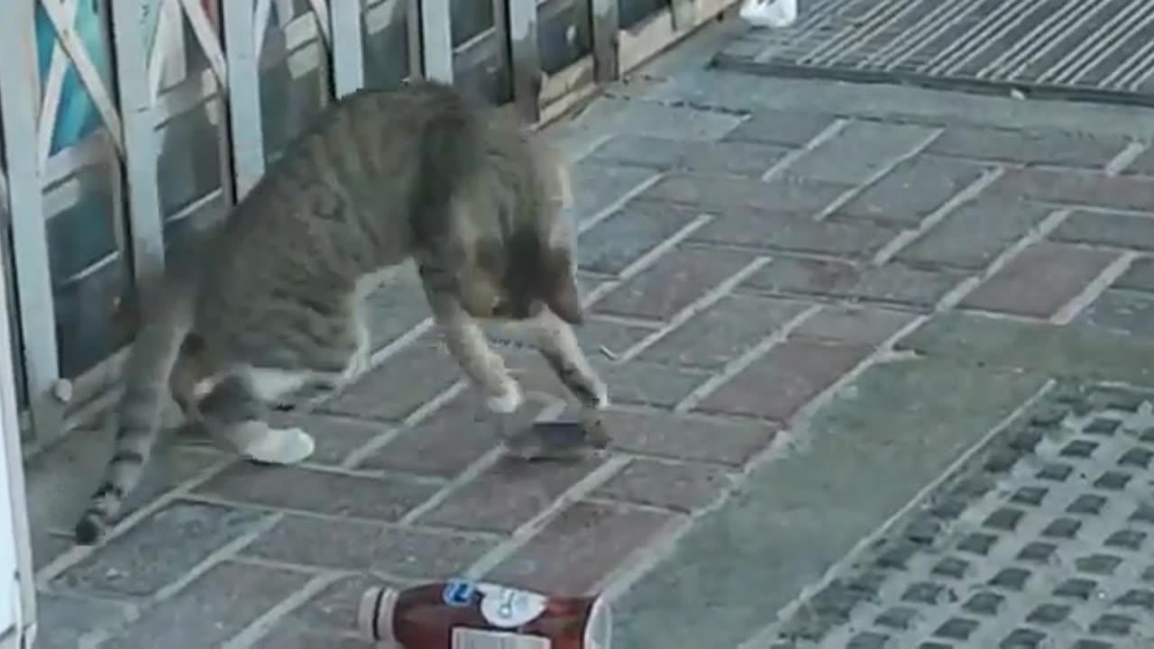 The cat teasing the mouse and the mouse is One News Page VIDEO