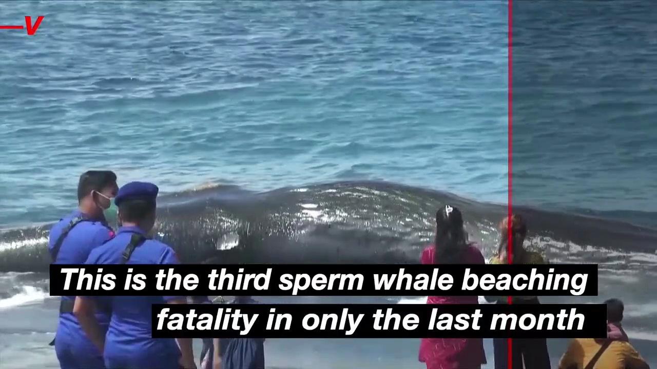 Third Sperm Whale Beaches Itself and Dies on the Shores of Bali in Only a Month