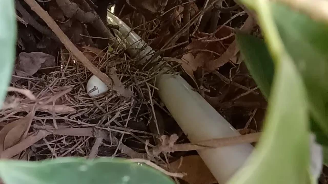 Diamond Dove nest and egg in Tree - One News Page VIDEO