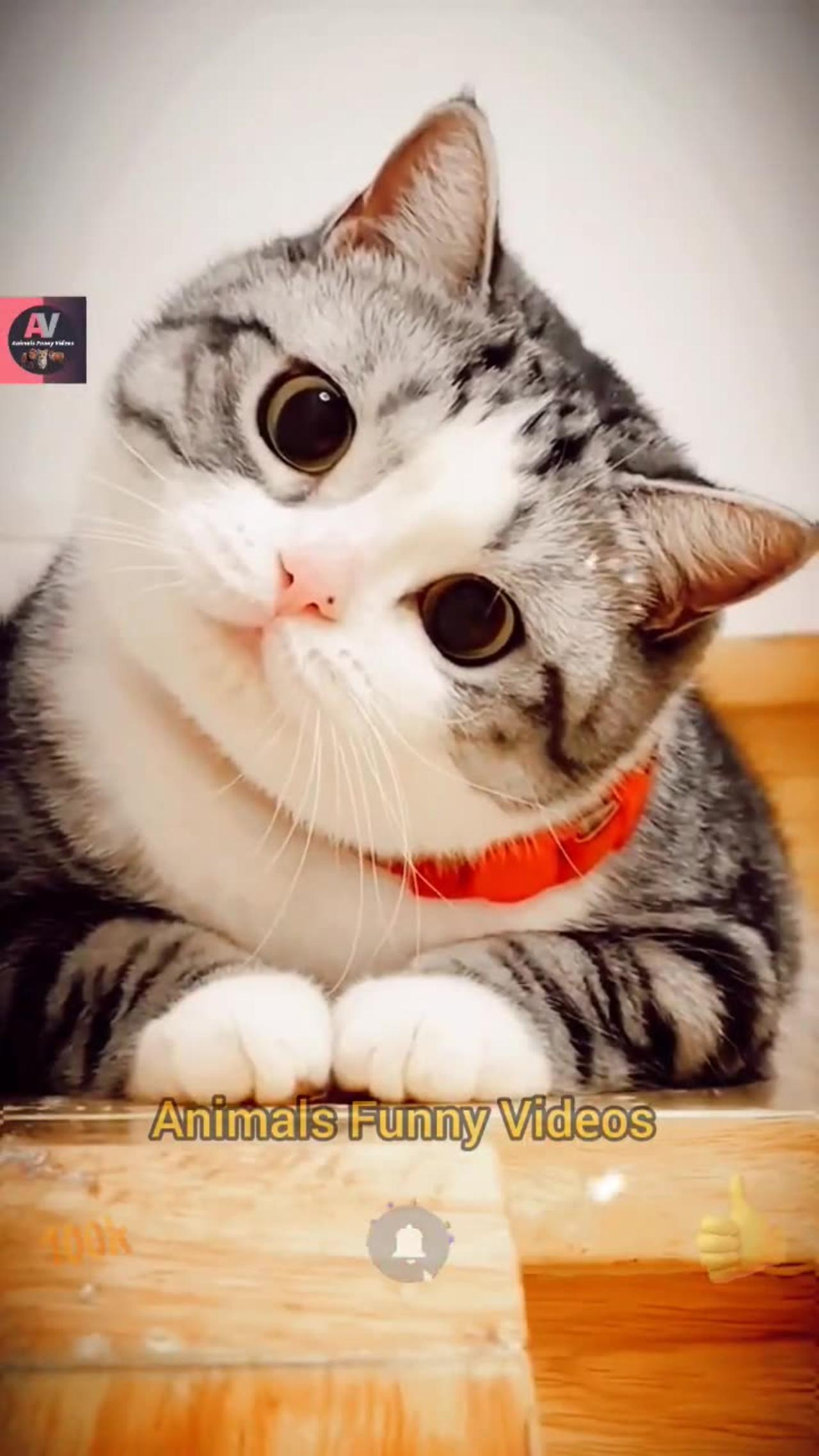 Cat Funny Reaction | Funny Animals Compilation Videos 2023 | Animals Funny Videos #shorts #animals