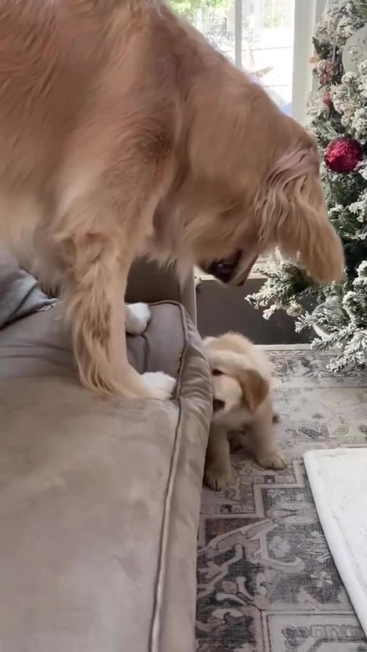 Cute Baby Dog Love - One News Page VIDEO