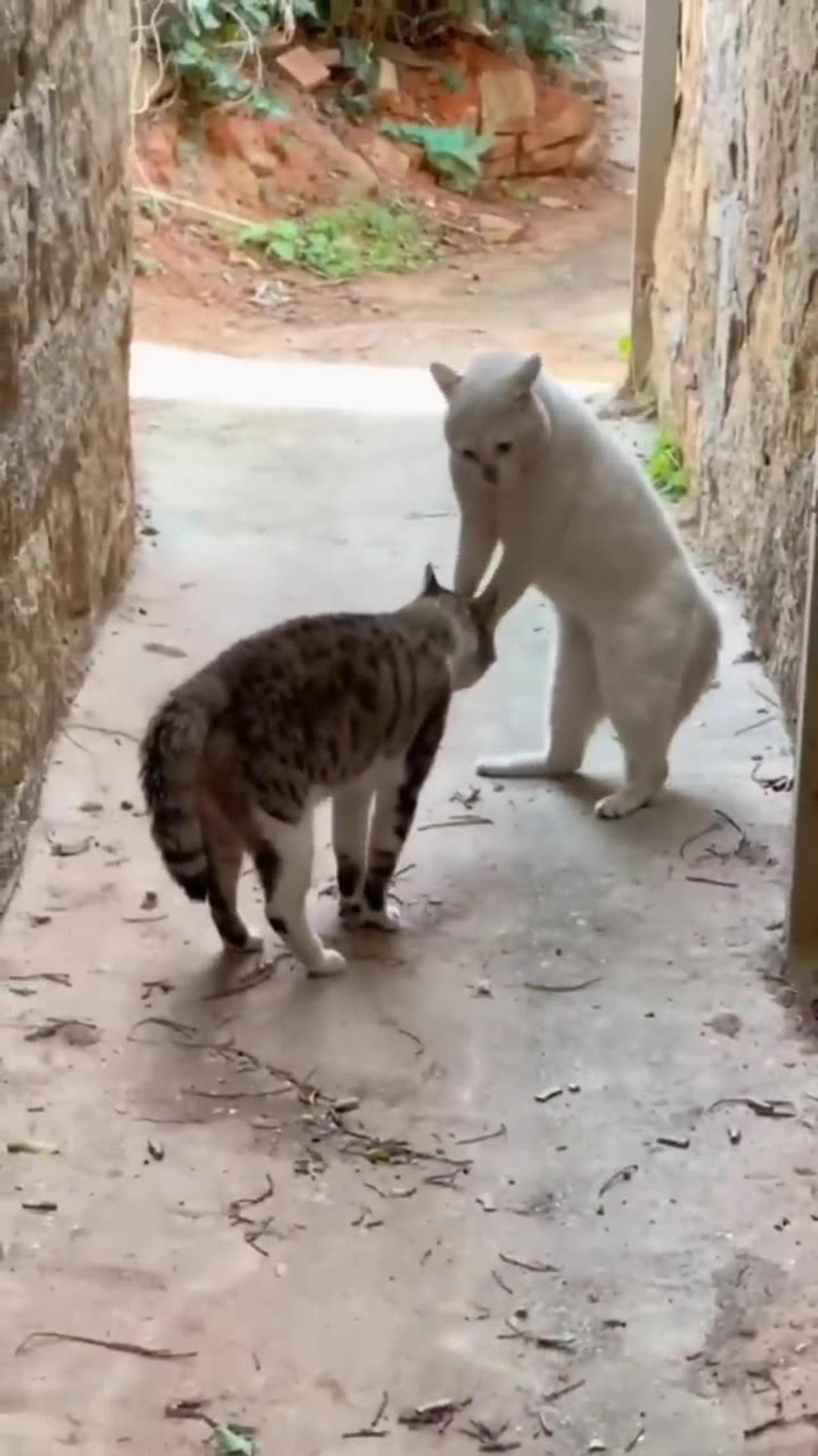 Super funny cats video compilation . Will make you laugh extremely hard 😂😂 #short#Animals#cat.