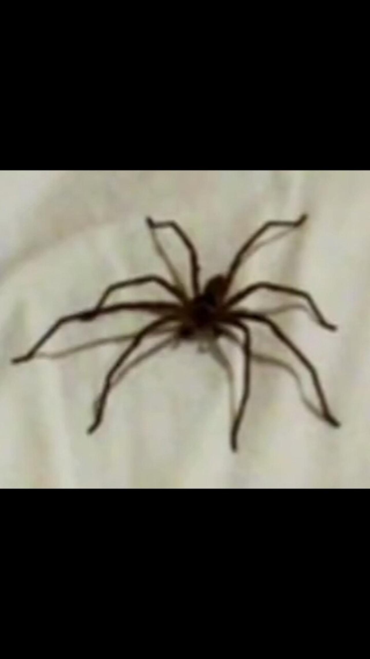 SPIDER IN MY BED One News Page VIDEO