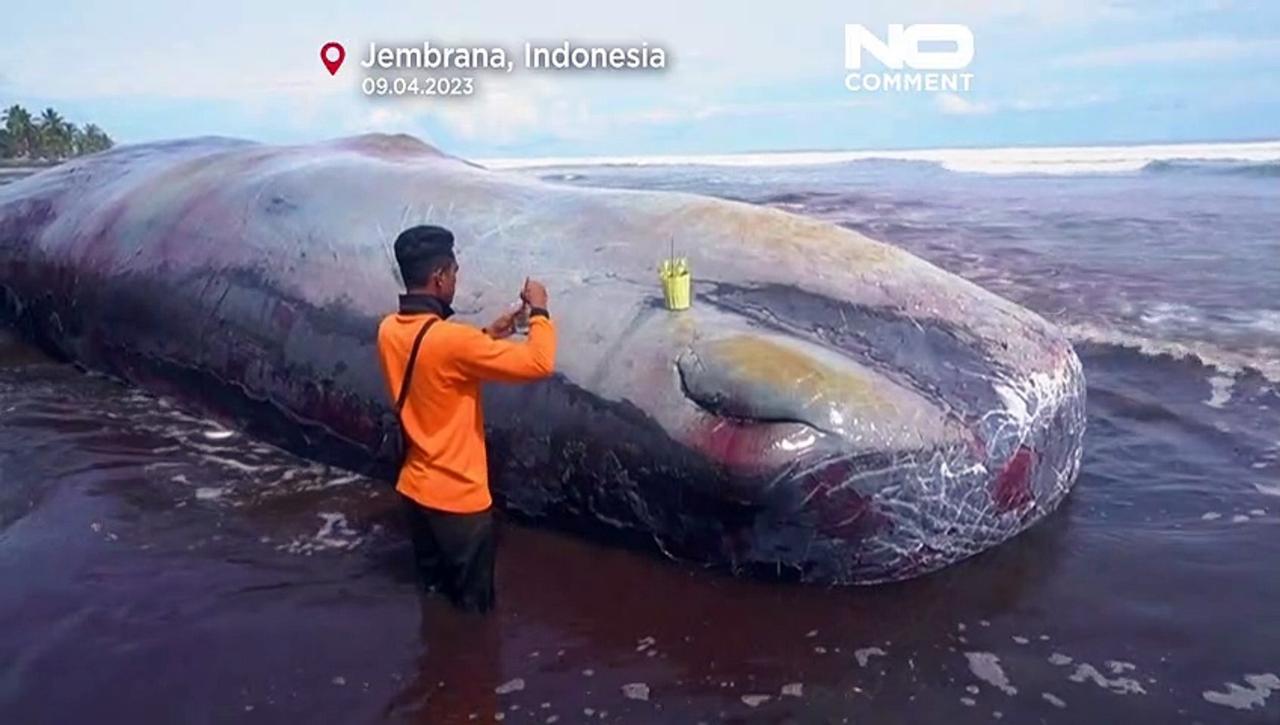 Third massive whale dies after beaching itself in Bali
