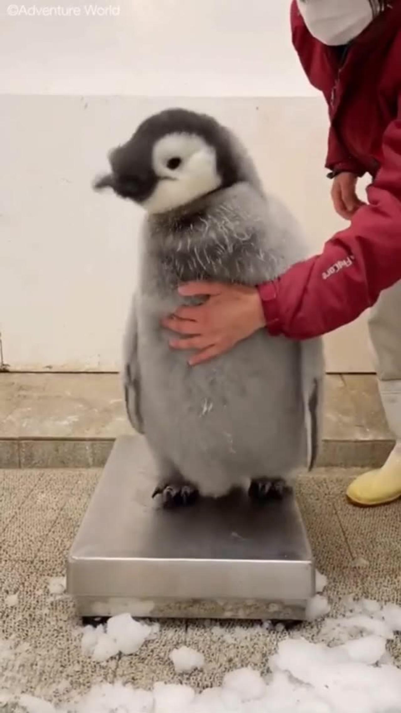 Penguin is beautiful and feisty