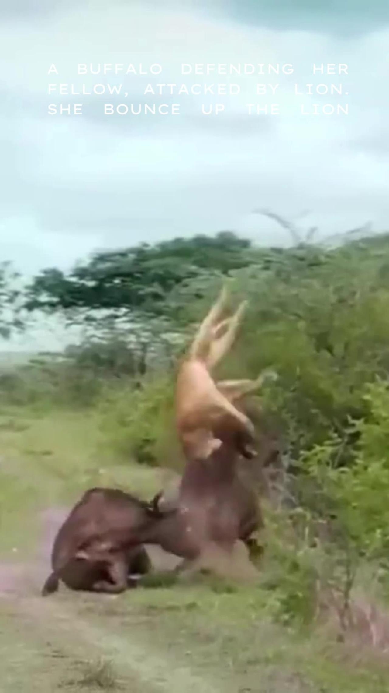 a buffalo fighting for the life of her fellow that attacked by lion .