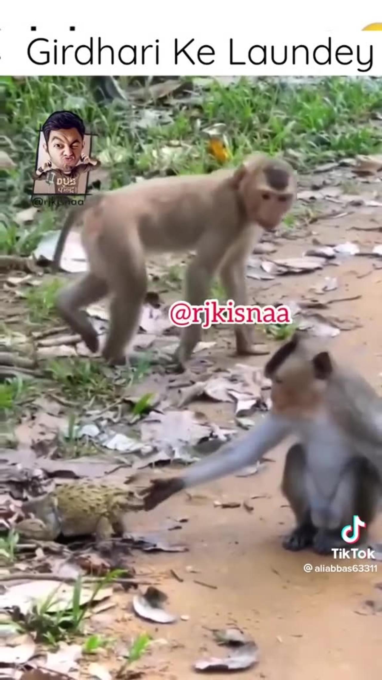 Comedy monkey