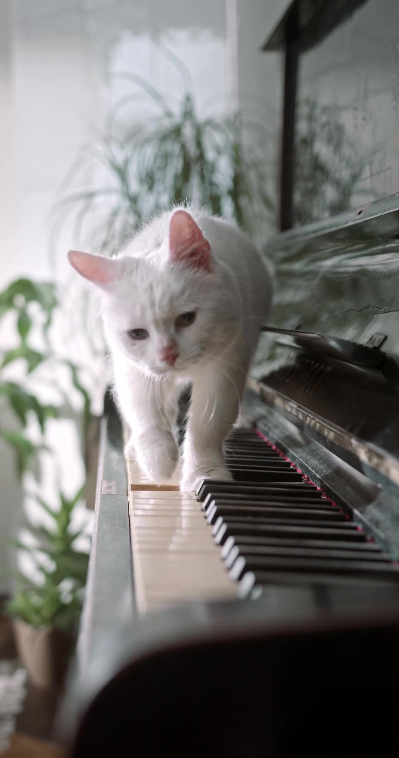 A Cat Walking Over The Piano Keyboard - One News Page VIDEO