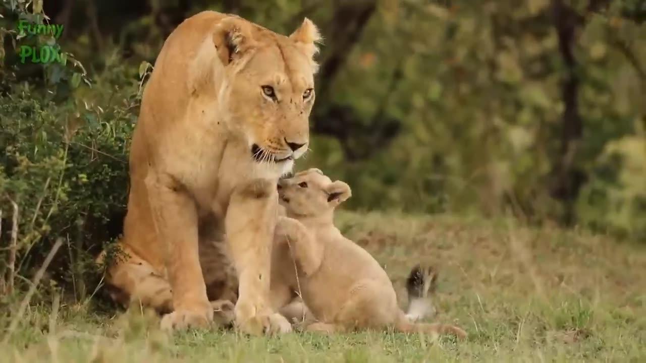 most funny cute baby tiger and lion video