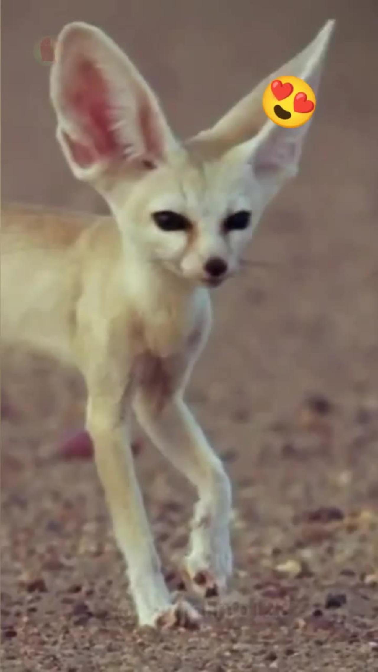 Fennec Fox😻 the smallest in size, so cute😍