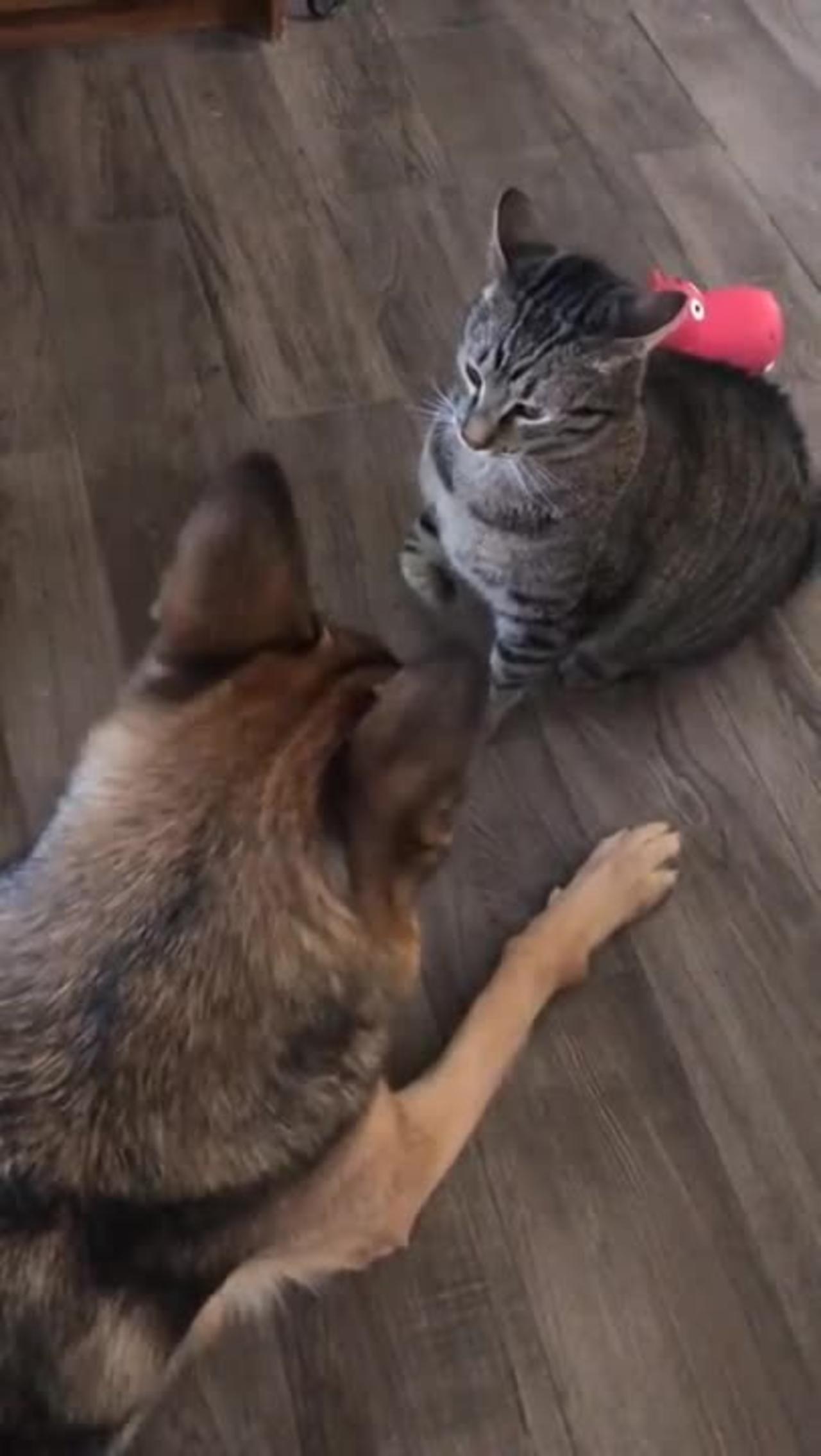 Funny Cat And Dog Fight
