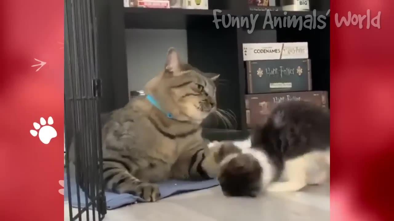 Funny animal videos that will cheer you up