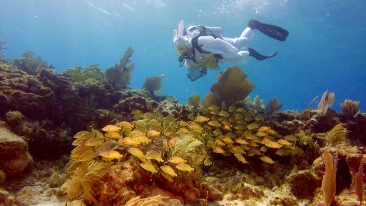 'Egg-Splorers' Scuba Dive for Easter Eggs in Crystal Clear Waters Surrounding Key Largo, Florida