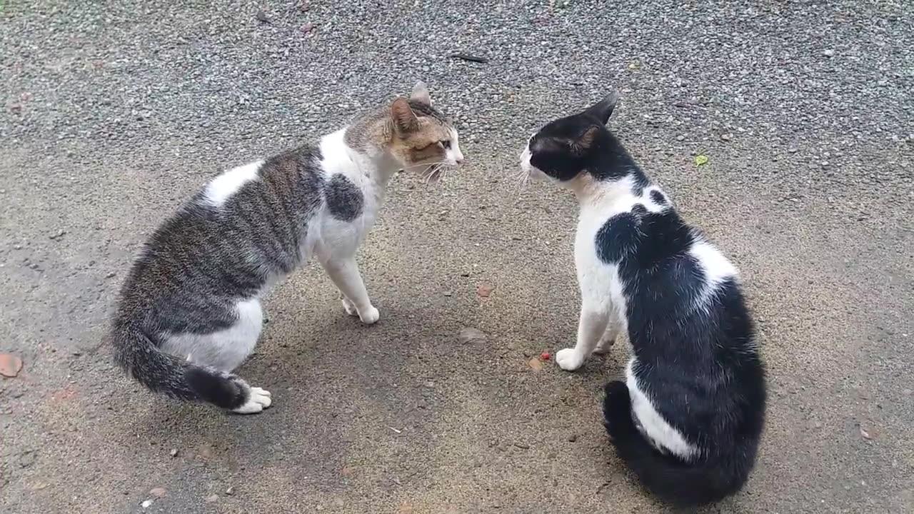 Cat vs cat fights - One News Page VIDEO