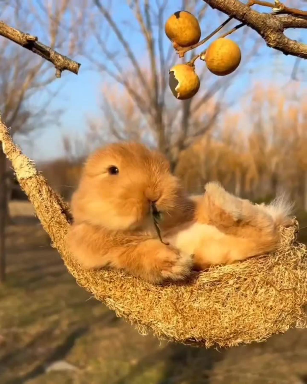 FUNNY RABBIT - One News Page VIDEO
