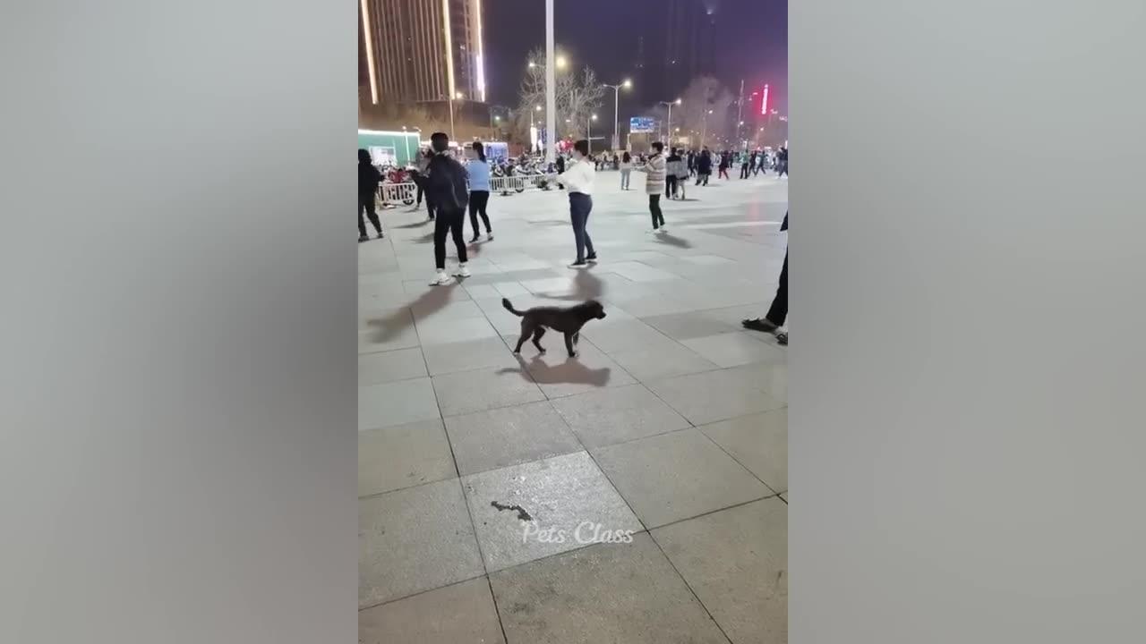 Funny Clips Video Animal One News Page VIDEO Funny clips video animal one news page video