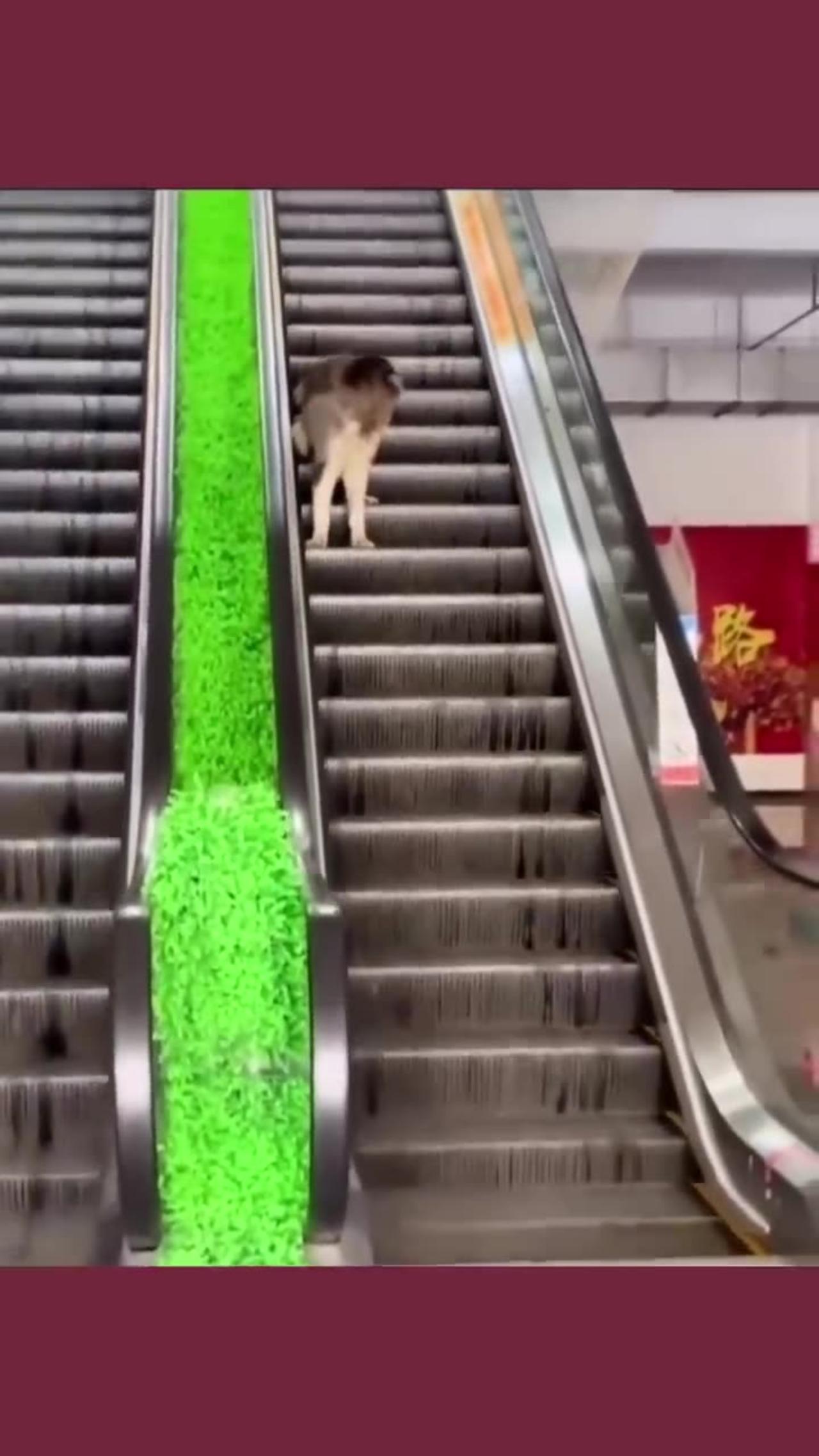 Cute animal shorts One News Page VIDEO