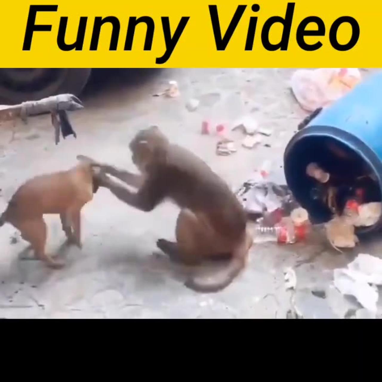 Amazing funny video . Dog with monkey