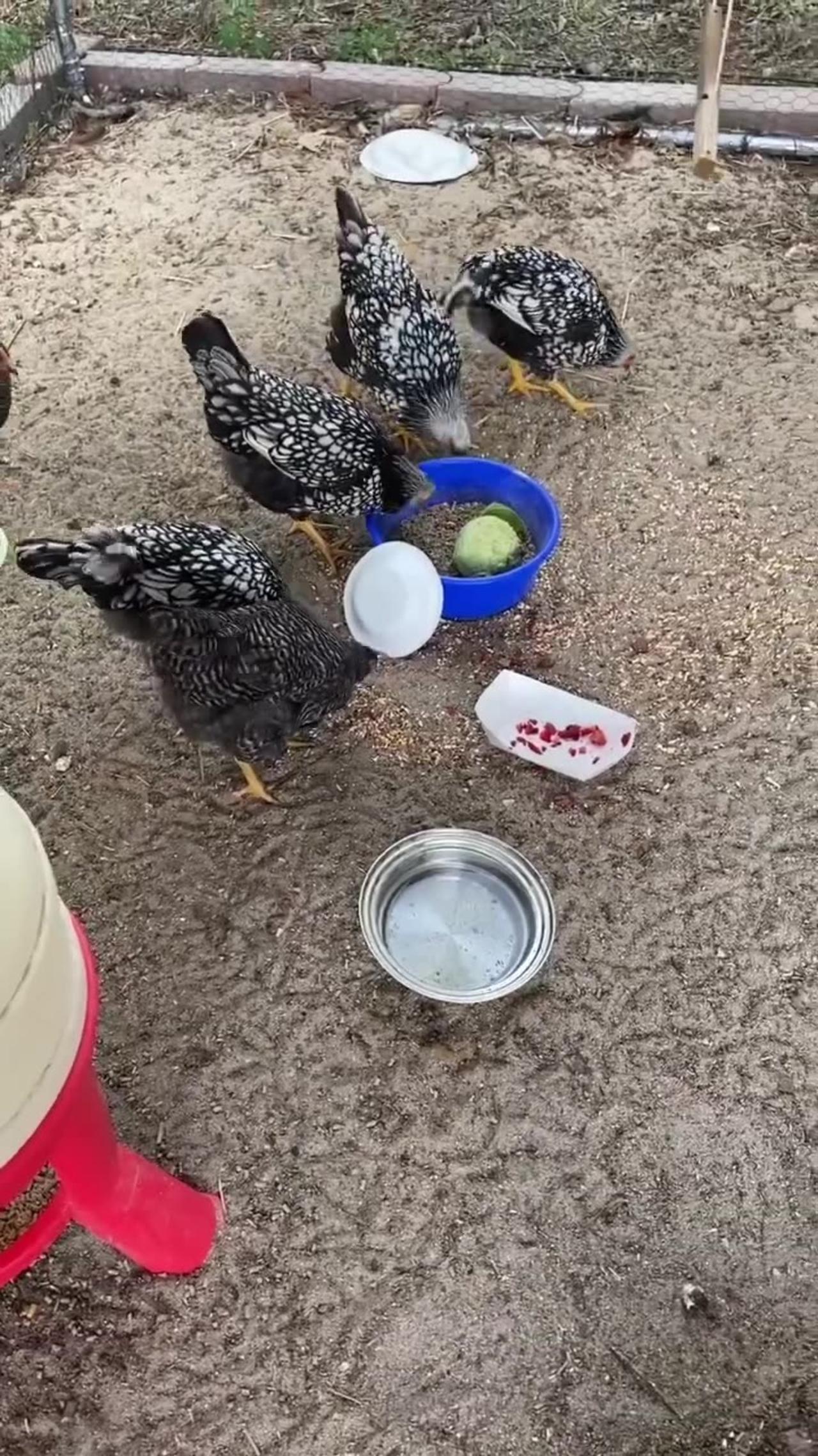 older chickens being bully's One News Page VIDEO
