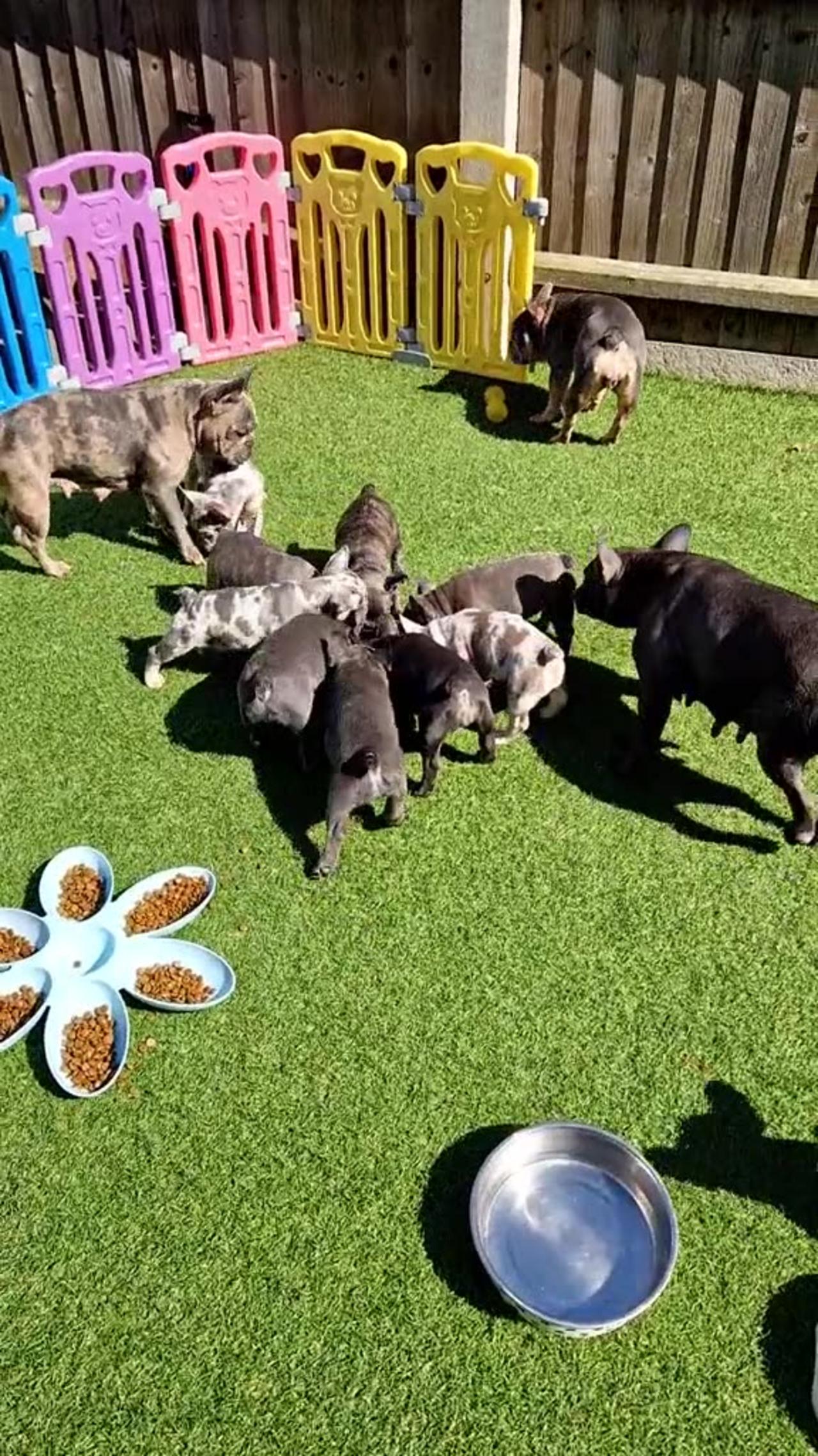 French Bulldog Puppy Feeding Time One News Page VIDEO
