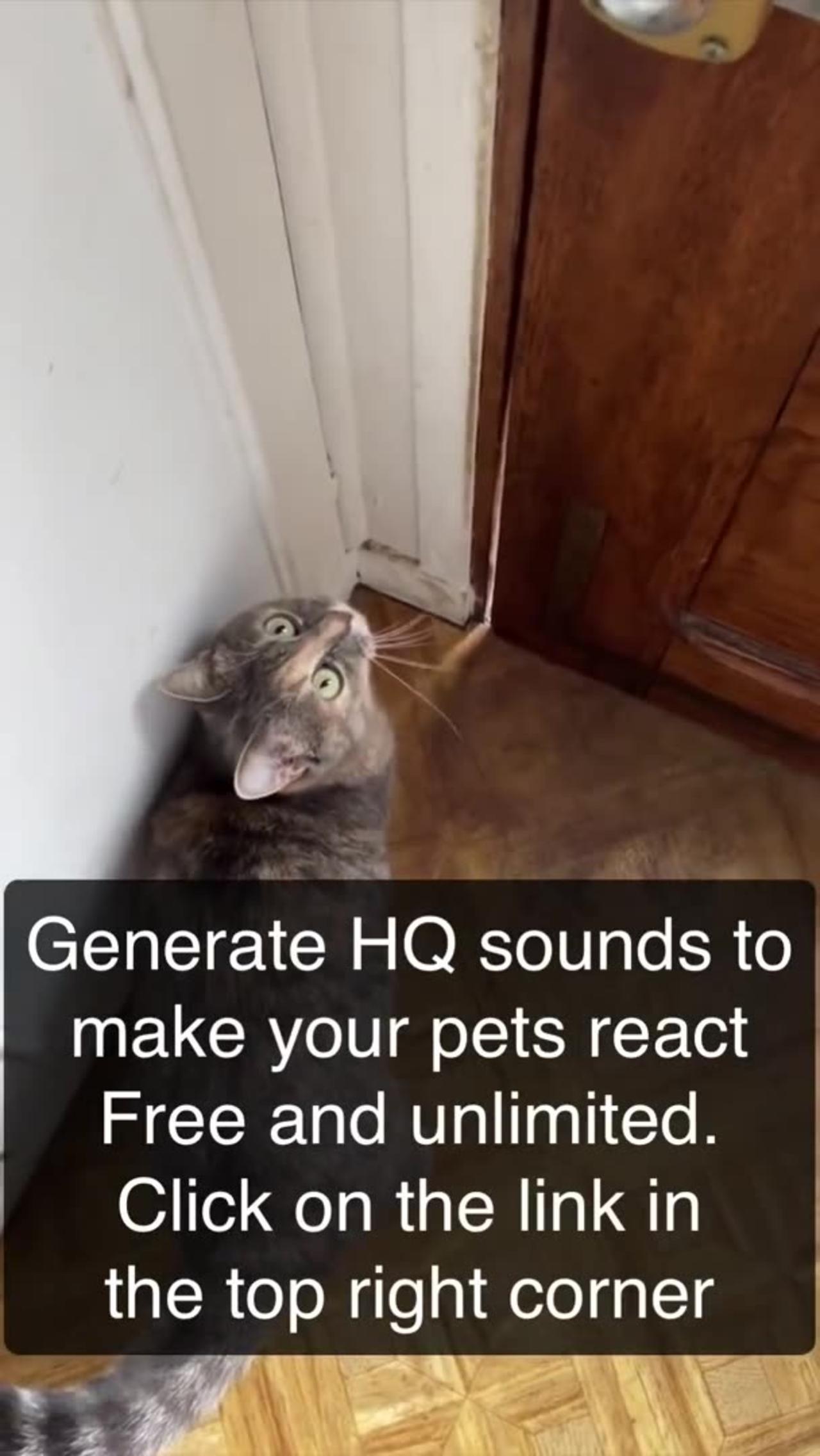 Sound that attracts the most cats Meow to One News Page VIDEO