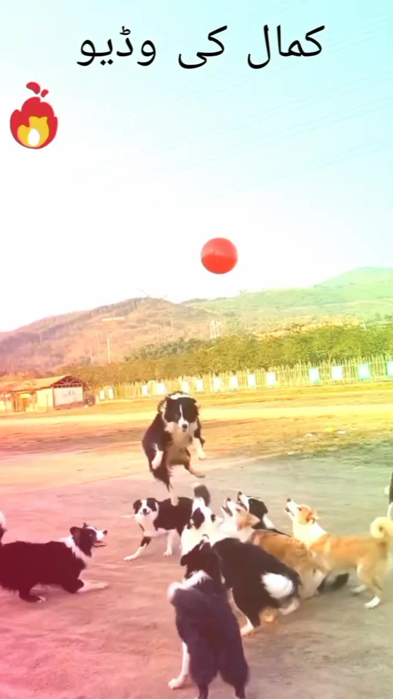 dogs-play-football-one-news-page-video