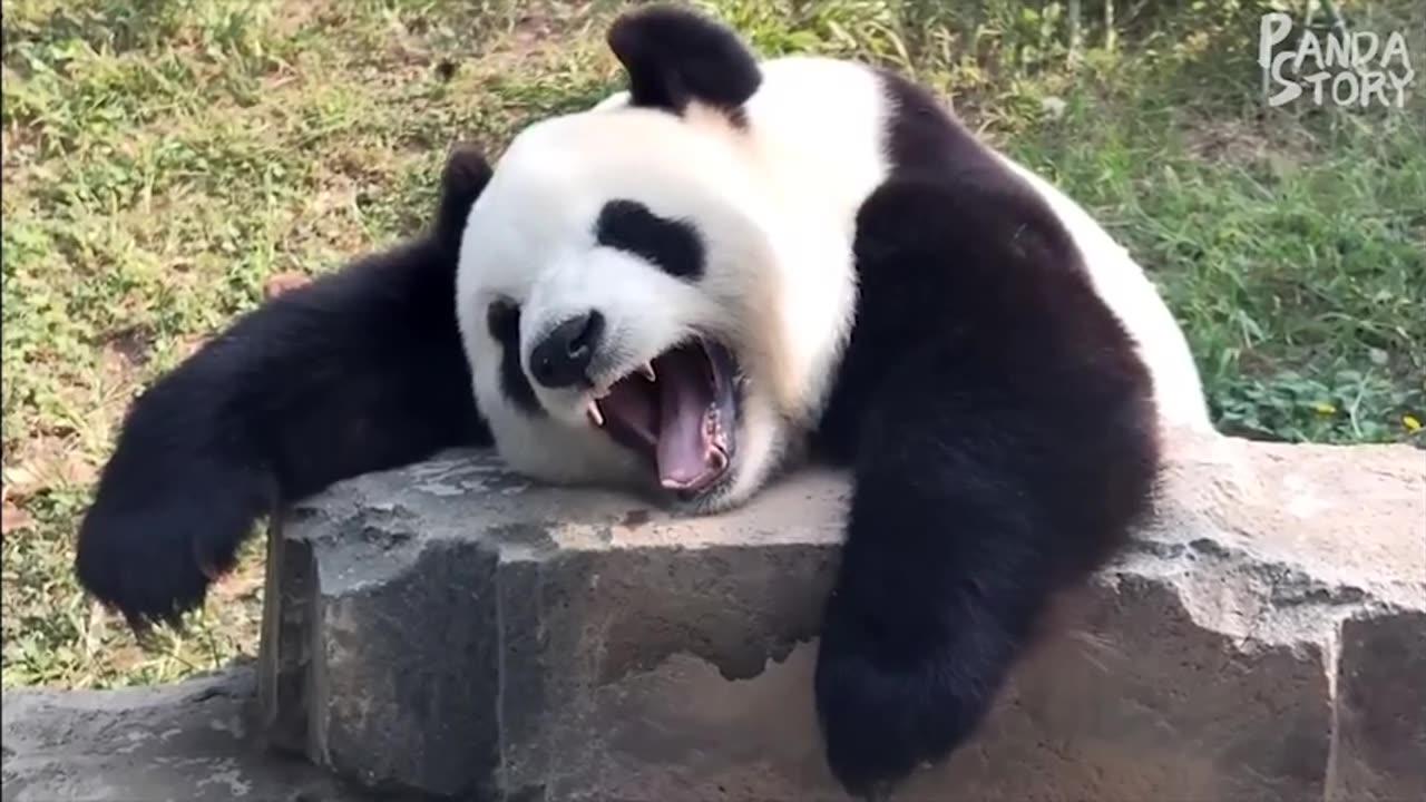 Panda Funny Videos Compilation - One News Page VIDEO