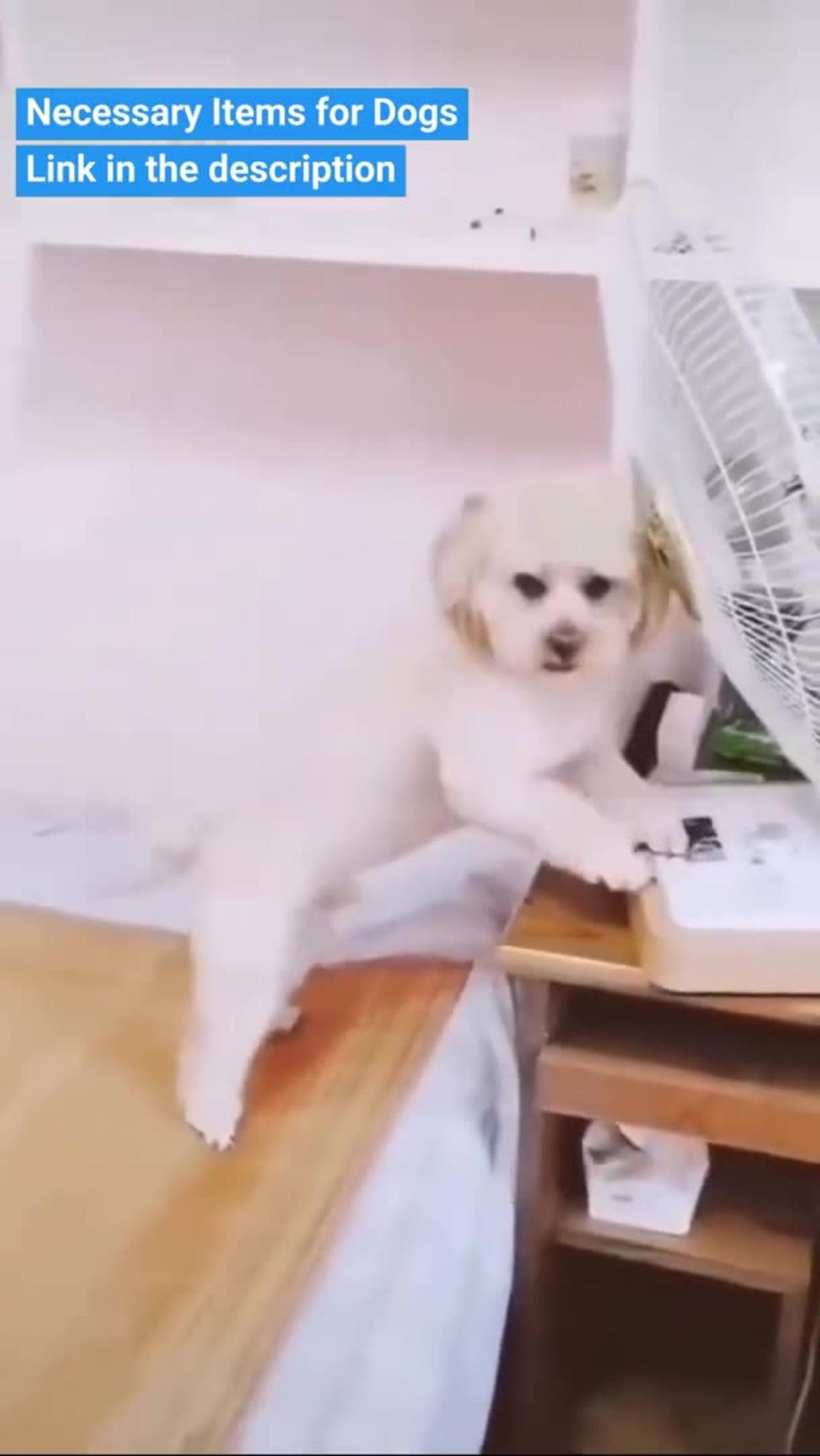 Cute And Smart Dog In The World Videos