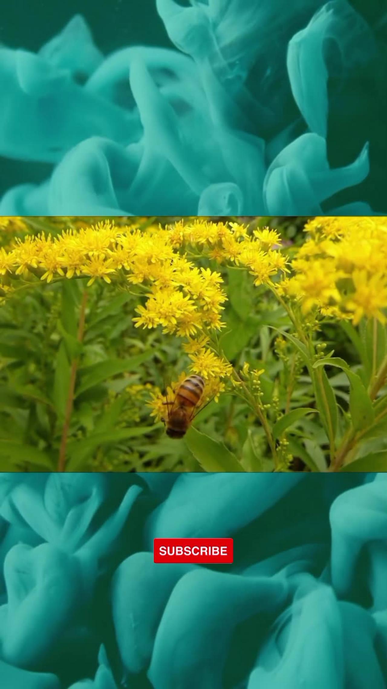 Busy Bee | Honey Bee Pollinating Yellow Flowers #honeybees #pollination #yellowflowers #nature