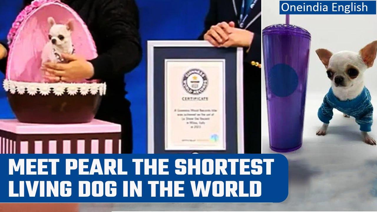 Guinness World Record: World’s smallest dog, Pearl, is shorter than a popsicle stick | Oneindia News