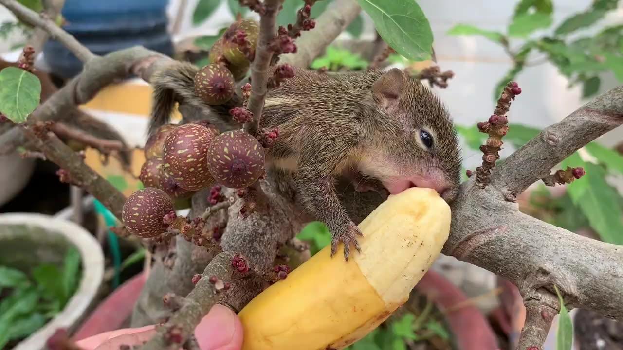 Cute Animals short clip