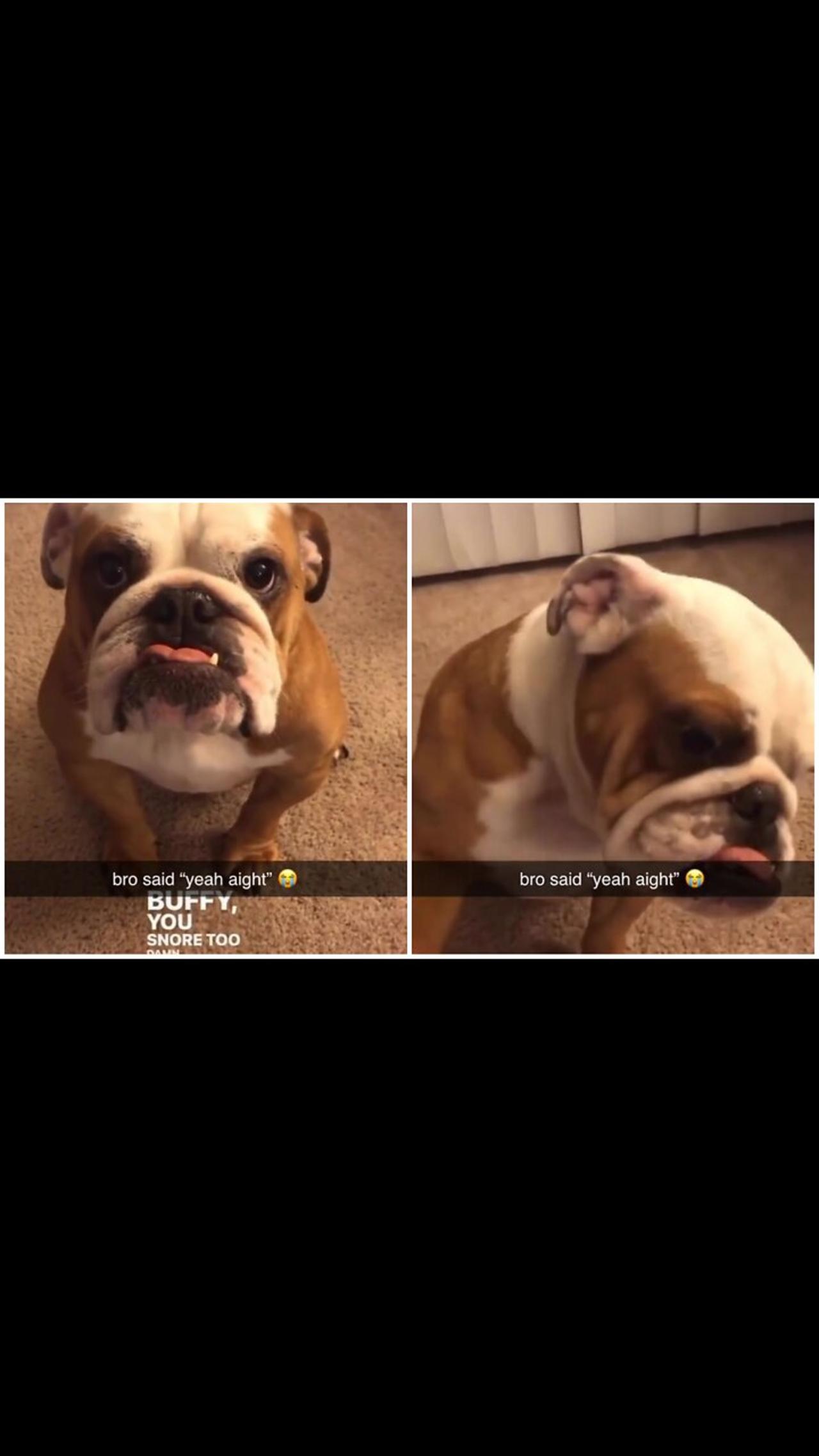 Dog agreed to not snore too loud at night by One News Page VIDEO