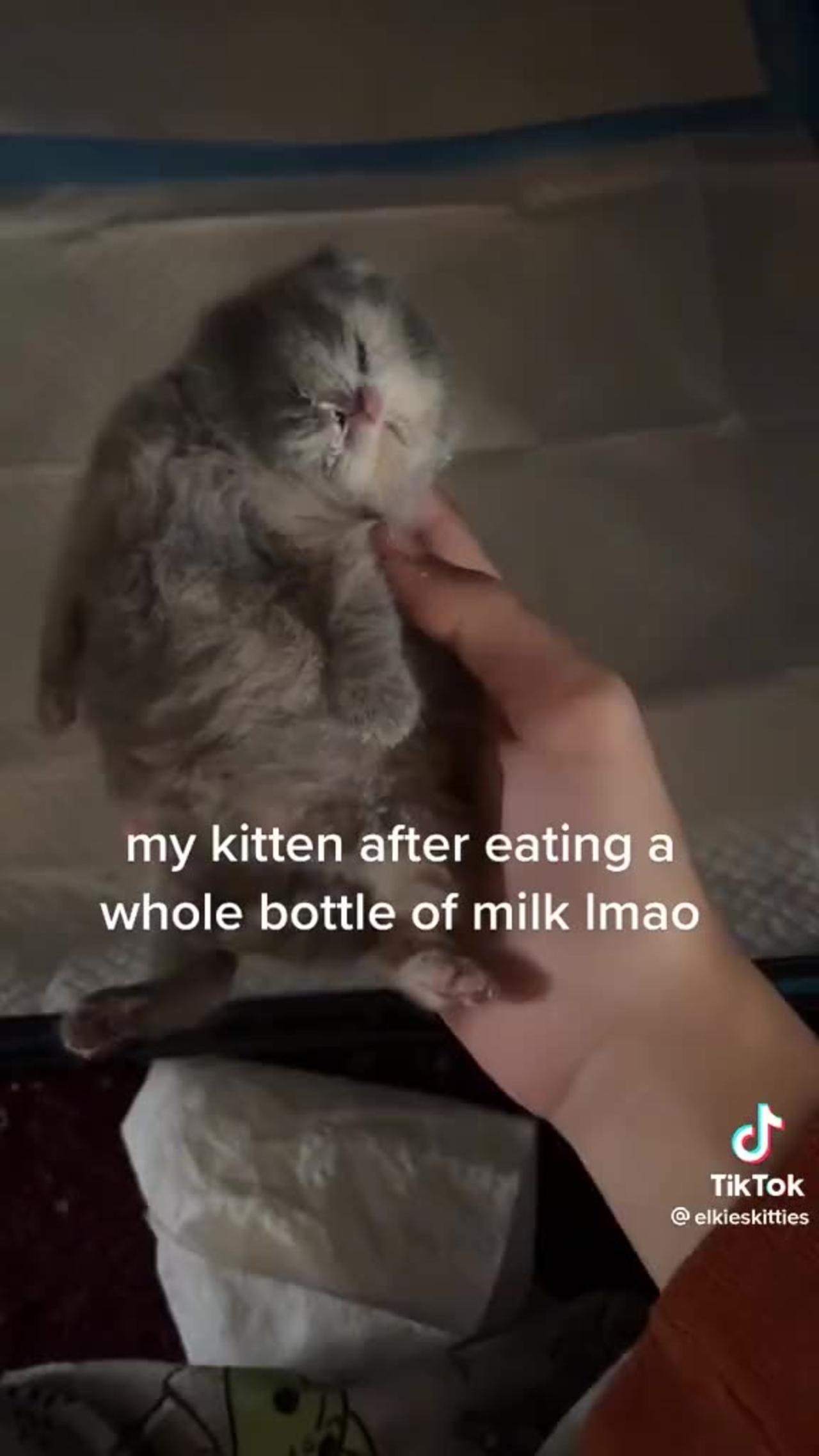 I think my cat likes milk - One News Page VIDEO