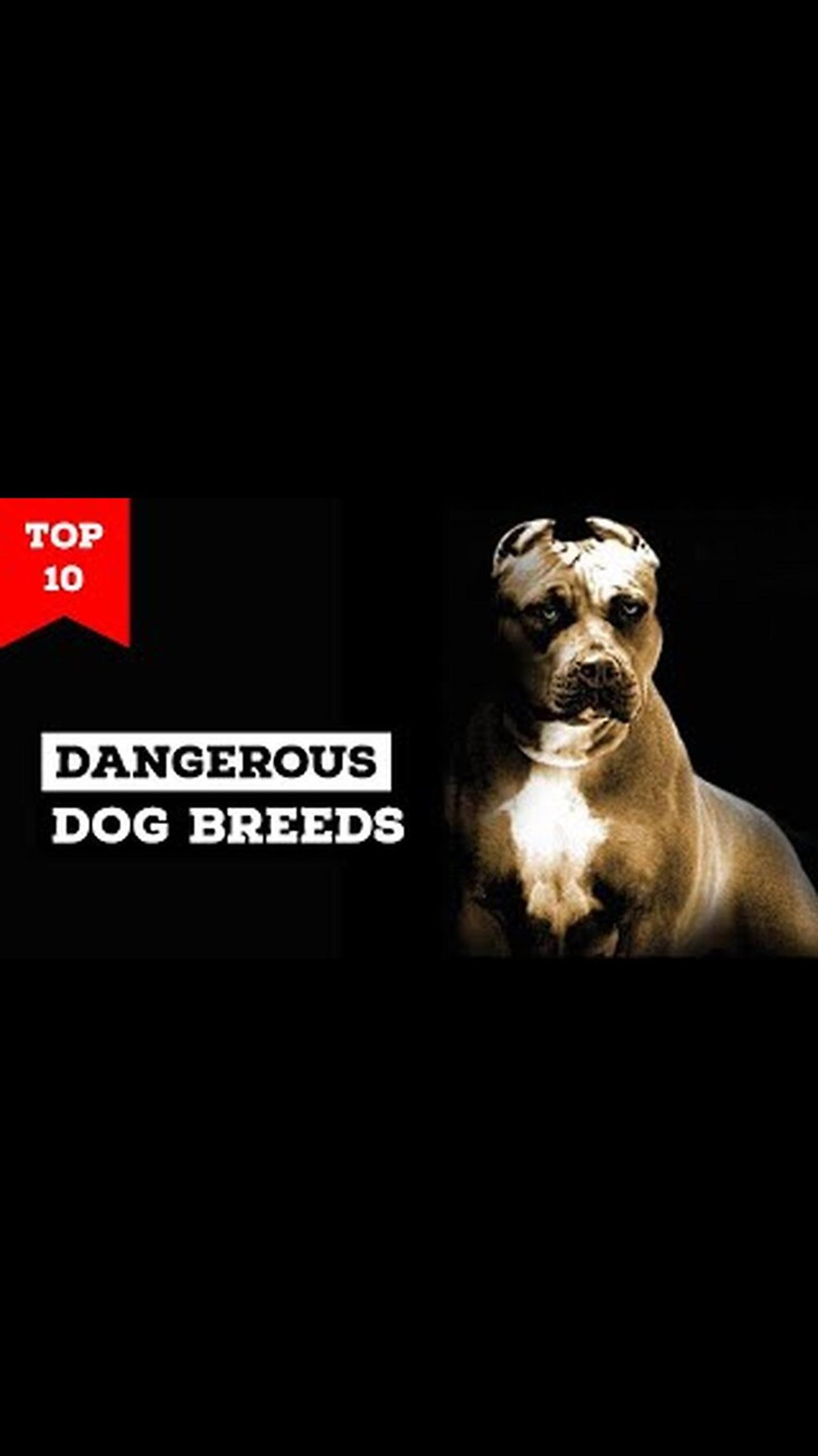 Top 10 most dangerous dogs in the world shorts video || #top10  #viral #shorts