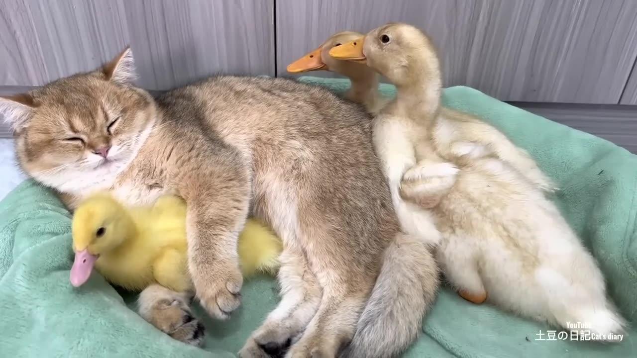 The process of the duckling needing the kitten to cuddle to sleep is cute.