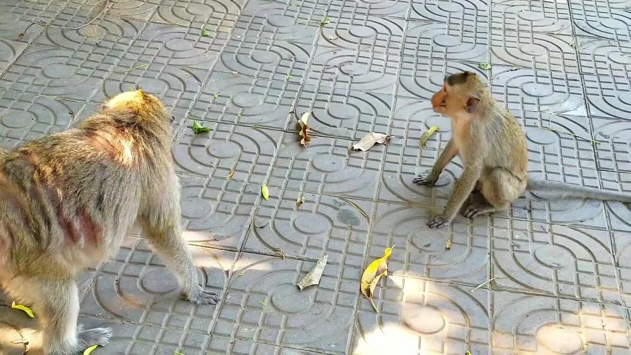 New Funny Videos 20223😂 Cutest animals Doing Funny Things.